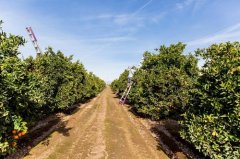 悠春日脐橙果香，就来武汉细细品味