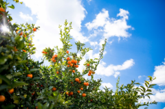 来沈阳大连的精品超市，感受春风拂面的橙香