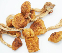 菌菇类新原料走俏，看蕈龙能量如何与菌菇玩出特色补给？