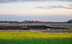 解锁健康密码，美国威斯康辛州花旗参引领滋补新潮流