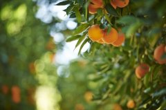 快来接收，新奇士脐橙的春之礼赠