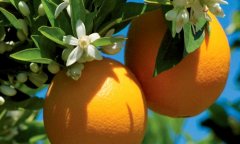 五一放肆玩，阳光鲜橙来护航！