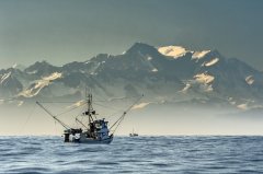 美国阿拉斯加鳕鱼季来袭，解锁夏日好滋味