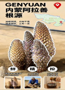 沙漠馈赠的液态滋养：肉苁蓉原浆的养生密码