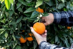 撷取春日清甜，馈赠健康橙意——美国新奇士脐橙促销进行时