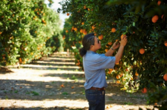 春日焕活，甜蜜登场！上海大润发新奇士超甜橙限时促销